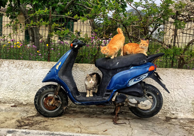 Cats on a motor bike in Skala Kefalonia